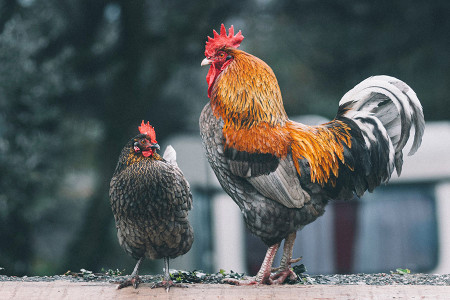 Poultry